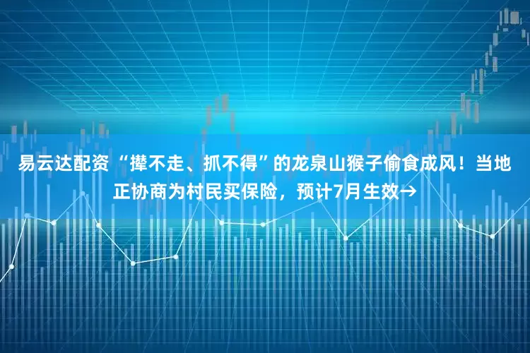 易云达配资 “撵不走、抓不得”的龙泉山猴子偷食成风！当地正协商为村民买保险，预计7月生效→